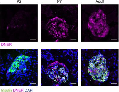 Role of Delta/Notch-like EGF-related receptor in blood glucose homeostasis